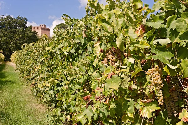 ワインの生産 イタリアの背景に城とブドウの行のイタリアのブドウ園 — ストック写真