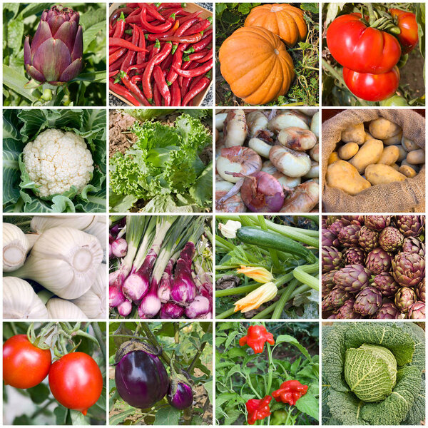 collage of vegetables - products of vegetable garden