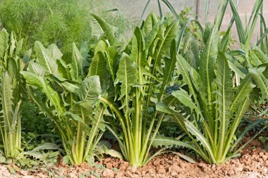 sebze bahçesinde - karışık salata ve Akdeniz diyeti için madde İtalyan hindiba