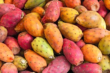 meyve opuntia ficus-indica, Hint incir, tipik Akdeniz kaktüs