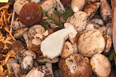 porcini mantar, Grup içinde belgili tanımlık çarşı ekranda yenilebilir boletus mantarı