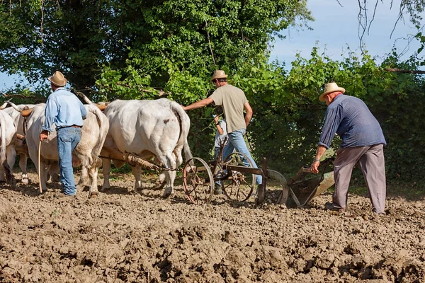 Agricultor Arada Con Toros Durante Festival Recordar Los Viejos Tiempos — Foto de Stock