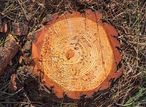 Tocón Árbol Cortado Sección Del Tronco Pino Con Anillos Anuales — Foto de Stock