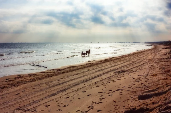 Кінь Баггі Вершник Пляжі Похмурий Ранок — стокове фото