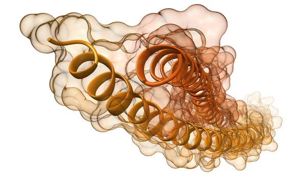 Ленточная Модель Молекулы Химическая Структура Кератиновых Нитей Человека Белковая Составляющая — стоковое фото