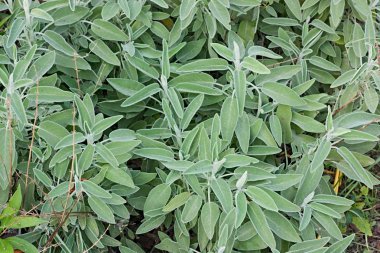 Ortak Adaçayı, ada çayı, sebze bahçesinde bitki 