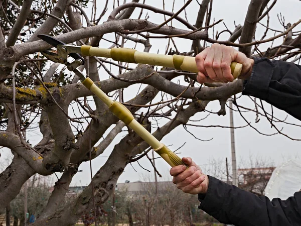 Poda Uma Árvore Trabalho Inverno Agrícola Uma Poda Que Corta — Fotografia de Stock