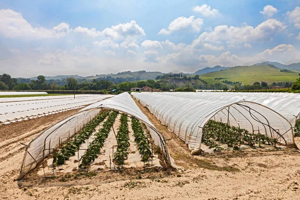 Greenhouses Plants Vegetables Spring Farm Young Plants Growing Greenhouse — Stock Photo, Image