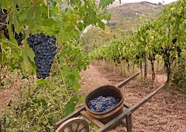ブドウ生産イタリア ワインとイタリアのトスカーナの丘のブドウ園で輸送のため古い手押し車 — ストック写真
