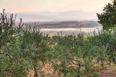 zeytin ağacı ekimi Umbria, İtalya - manzara Zeytin Bahçesi ve arka plan üzerinde sisli Vadisi ile şafak 
