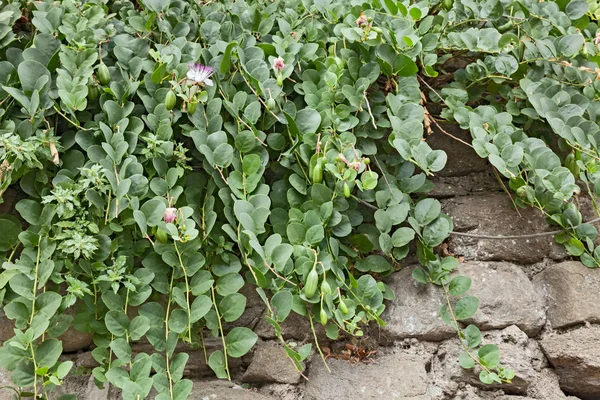 Середземноморська Рослина Капер Стіні Квітами Бутонами — стокове фото