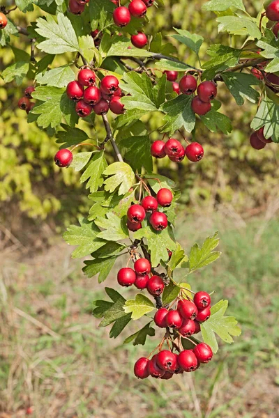 berries on the hawthorn tree - bush with bunch of red berries.