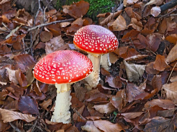 Amanita Muscaria Known Fly Agaric Mushroom Fairy Red White Poisonous — Stock Photo, Image