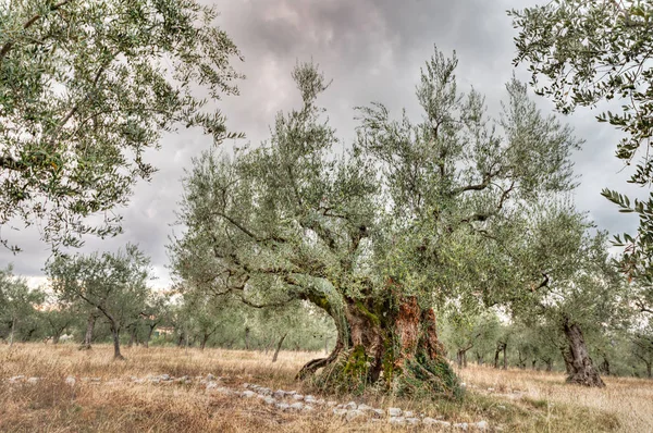 Giano Dell Umbria Umbria Italy Very Ancient Olive Tree Growing — Stock Photo, Image