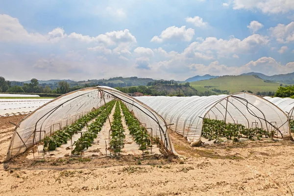 Estufa Para Plantas Vegetais Primavera Fazenda Plantas Jovens Crescendo Estufa — Fotografia de Stock