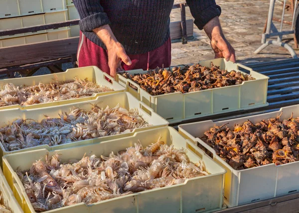 Средиземноморская Рыба Морепродукты Рыбаки Ящиком Свежих Ракообразных Моллюсков — стоковое фото