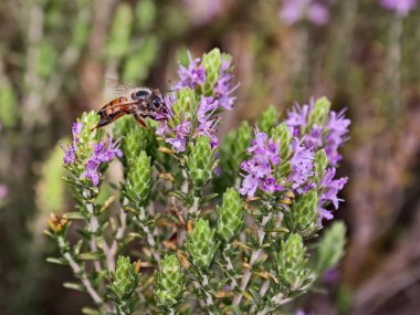 Arı nektarı emme ile kekik çiçekleri - kekik Akdeniz mutfağının geleneksel baharat olduğunu.