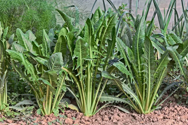 Κοινή Ραδίκια Αυξάνεται Στο Φυτικό Κήπο Συστατικού Για Σαλάτα Ανάμεικτη — Φωτογραφία Αρχείου