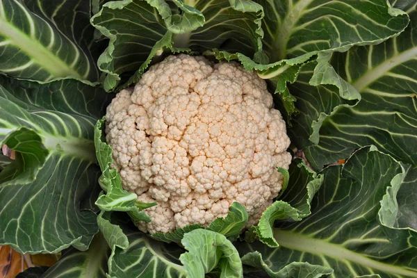 Plant Cauliflower Vegetable Garden Typical Ingredient Mediterranean Cuisine — Stock Photo, Image