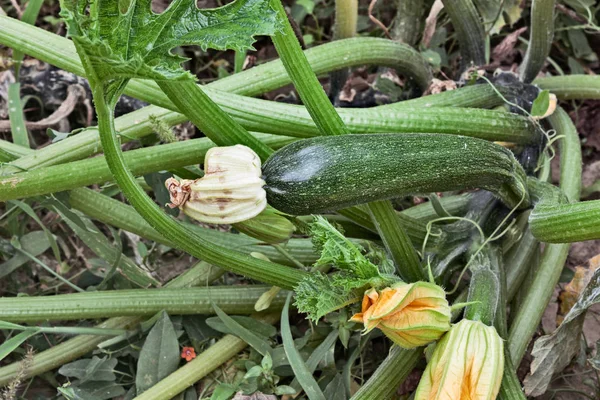 Zucchini Flowers Growing Vegetable Garden Courgette Plant Italian Agriculture — Stock Photo, Image