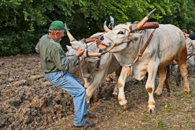 Bastia, Ravenna, Italy - May 10, 2017: farmer leads the oxen that pull the plow recalling the old farm work during the festival Sagra Paesana clipart