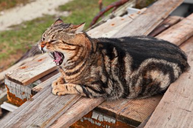 Açık havada ahşap tahta üzerinde dinlenme süre kedi esneme sokak