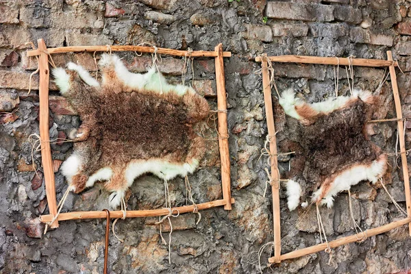 old wood loom for leather tanning - traditional skin processing - rabbit skins in ancient tanner