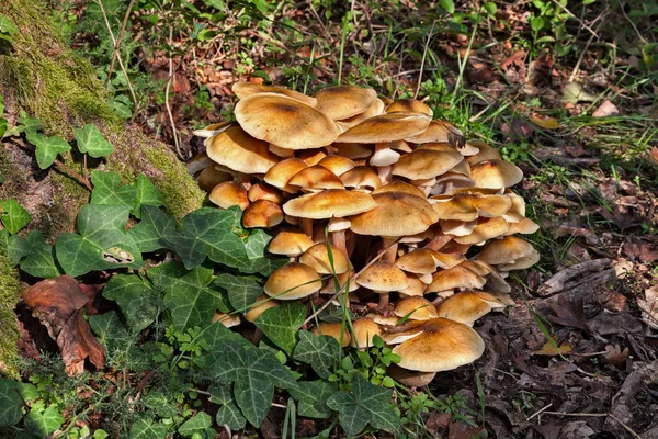 Honey Mushroom Group Edible Armillaria Mellea Growing Woods Bunch Fresh — Stock Photo, Image