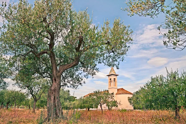 Chieti Abruzzo Talya Zeytin Ağacı Kilise Ile Kırsal Manzara — Stok fotoğraf