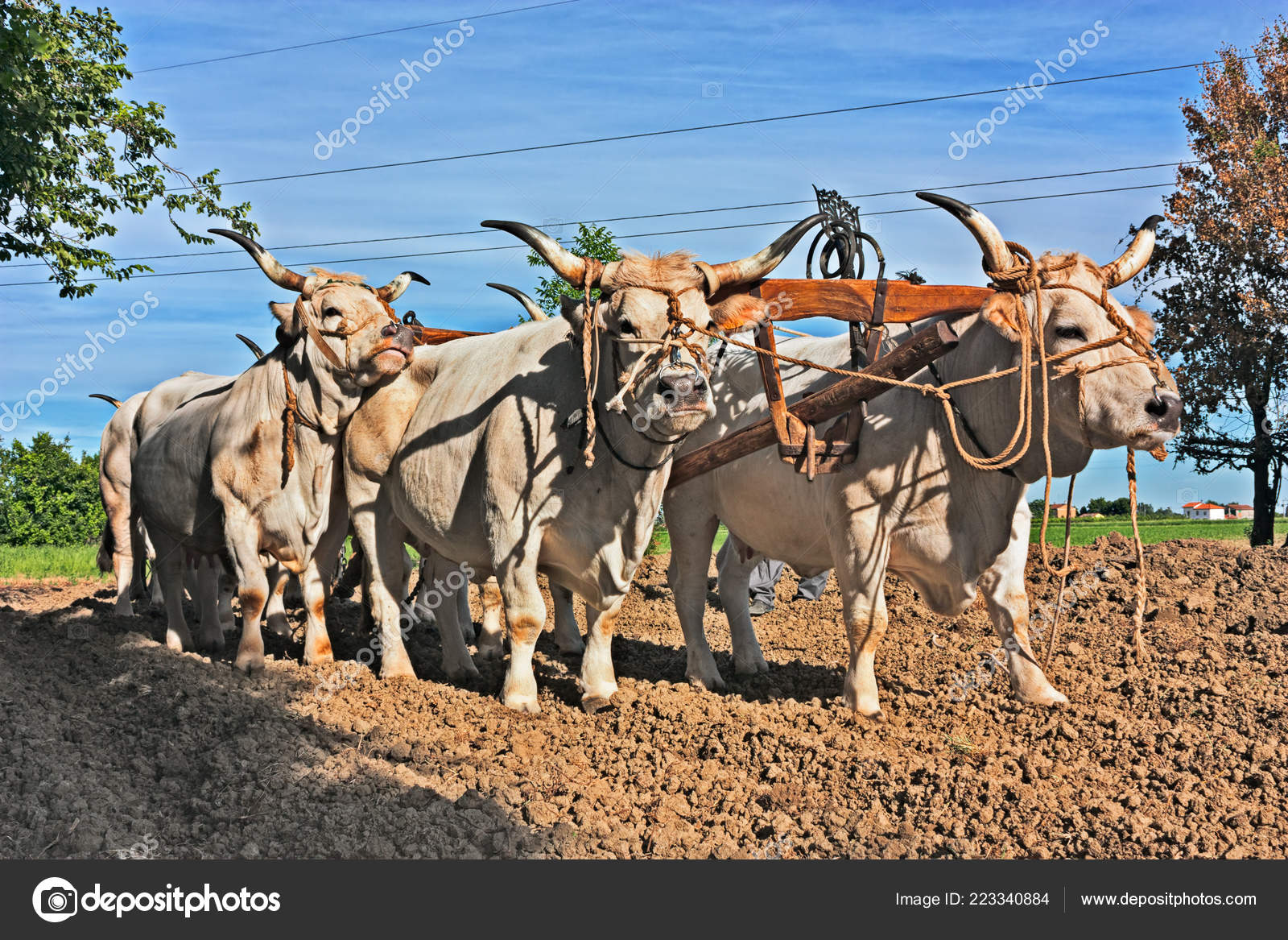 Oxen Yoke Pull Plow Old Agricultural Work Bulls Countryside Emilia