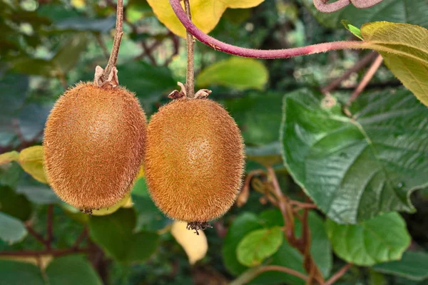 Los Frutos Maduros Planta Kiwi Cultivo Huerto Italiano Actinidia Chinensis —  Fotos de Stock