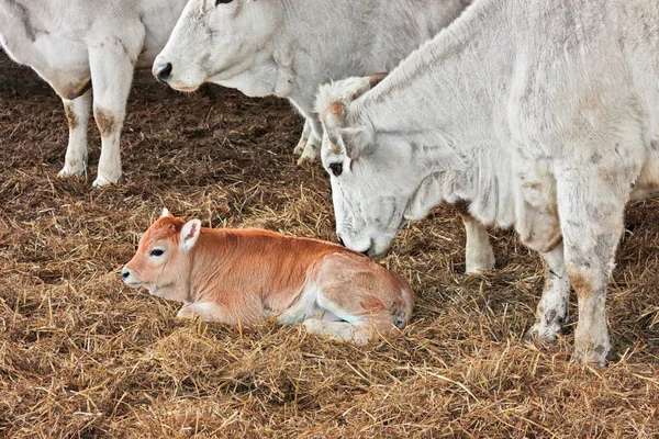 小牛犊在位慈爱的母亲和母牛在稳定稻草 — 图库照片