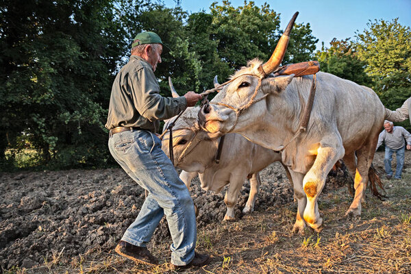 farmer leads the oxen that pull the plow, recalling the old farm work during the festival "Sagra paesana" on May 10, 2017 in Bastia, Ravenna, Italy