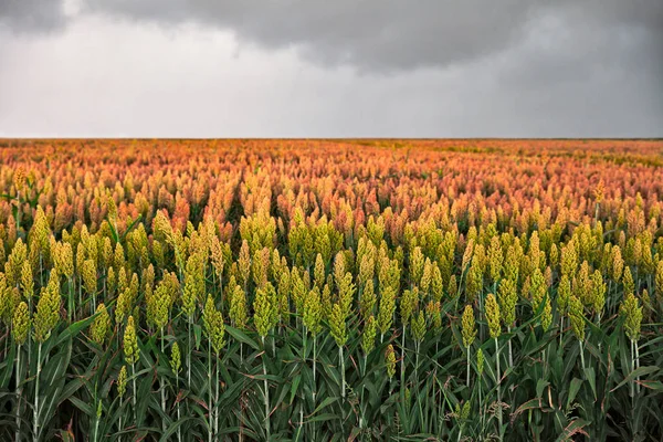 Campo Sorgo Nomeado Também Durra Jowari Milo Cultivado Para Seu — Fotografia de Stock