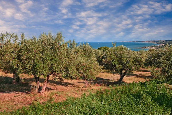 Chieti Abruzzo Itália Pomar Oliveiras Costa Mar Adriático Paisagem Campo — Fotografia de Stock