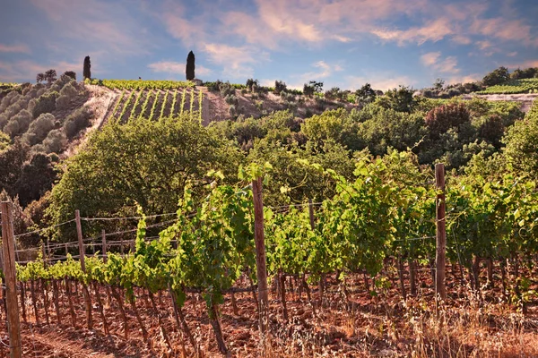 Toskania Włochy Pejzaż Zachodzie Słońca Zielone Wzgórza Winnicy Produkcji Włoskiego — Zdjęcie stockowe