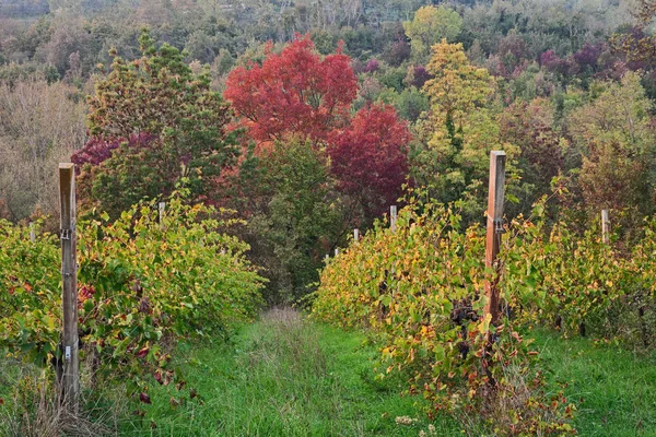 Emilia Romaña Italia Pintoresco Paisaje Otoñal Del Campo Con Viñedos — Foto de Stock