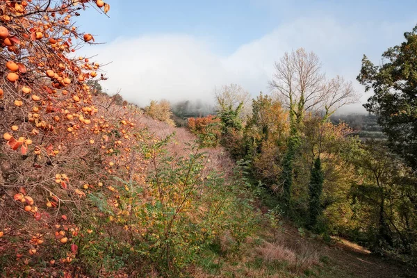 Brisighella Ravenna Emilia Romagna Italy Autumn Landscape Countryside Hill Persimmon — Stock Photo, Image