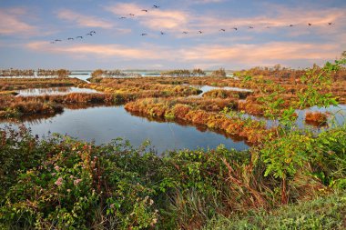 Po Delta Park, Veneto, İtalya: Rosolina lagün, Rovigo içinde pembe flamingolar sürü ile doğa rezerv bataklıkta peyzaj