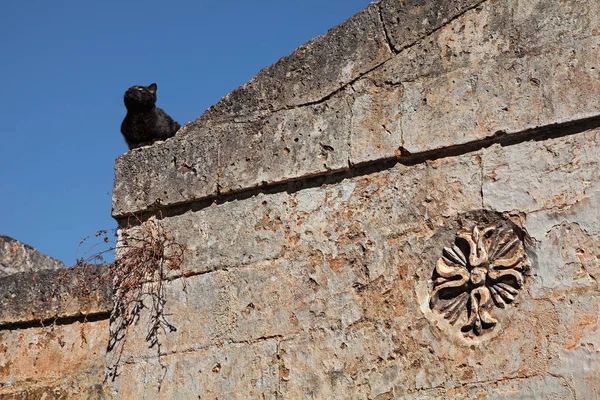 Matera Basilicata Talya Antik Duvar Yuvarlak Kısma Siyah Bir Kedi — Stok fotoğraf