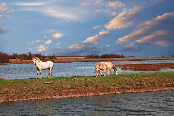 Parque del Delta del Po, Ravenna, Italia: paisaje del pantano con caballos salvajes pastando — Foto de Stock