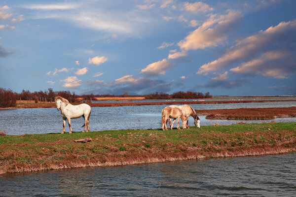 Po Delta Park, Ravenna, Italy: landscape of the swamp with wild horses grazing