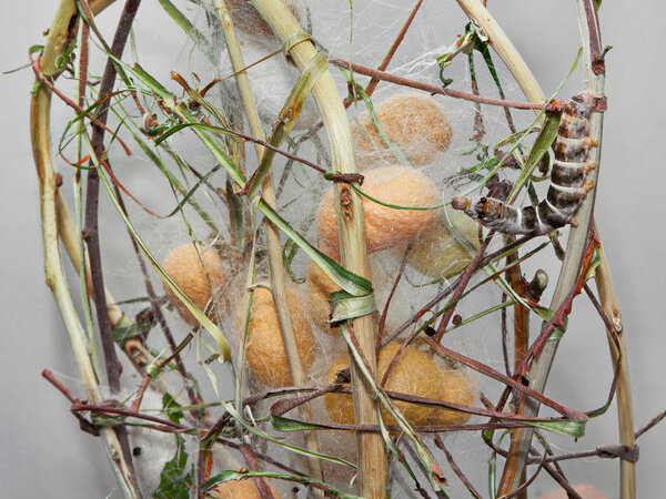 Коконы и шелкопряд для изготовления шелка
