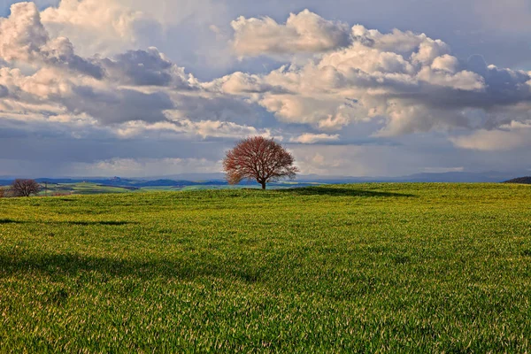 Pienza, Siena, Toscana, Italia: paesaggio della Val d'Orcia — Foto Stock