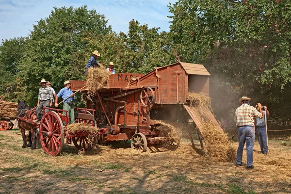 Trilla de trigo con equipo antiguo durante la feria de campo —  Fotos de Stock