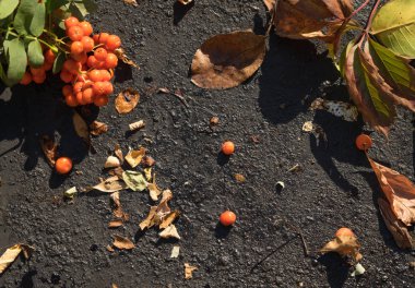 Kış serisi giderken. Üvez meyveleri ve düşen sonbahar yaprakları ve tohum ile asfalt yol yüzeyi.