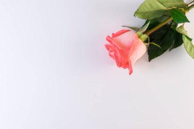 Çiçek serisi. Beyaz zemin üzerine yeşil yaprakları ile pembe gül çiçek.