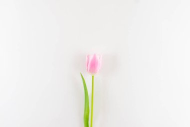 Beyaz arkaplanda pembe lale.