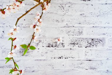 çiçek açması kayısı.