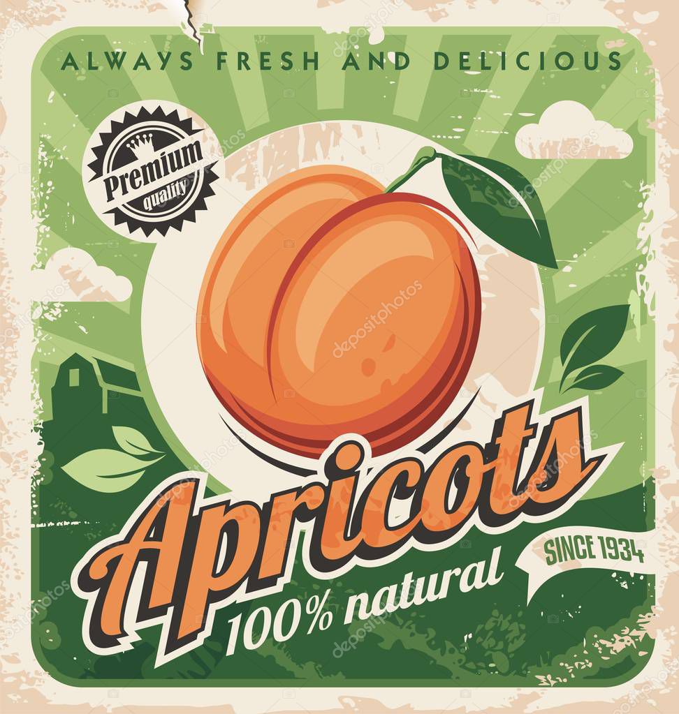 Apricots vintage poster design. Organic and natural farm fruits retro sign. Juicy apricot on green background. Vector image.